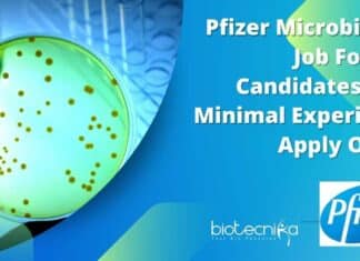 Pfizer Microbiology Job For