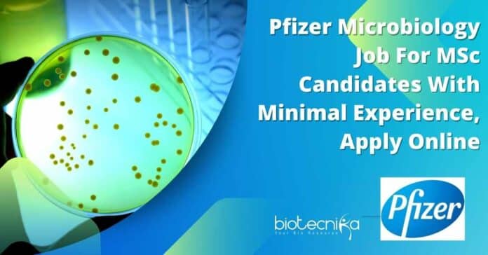 Pfizer Microbiology Job For