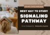 Best Way To Study Signaling Pathway For CSIR NET & Other Entrance Exams + Lecture signaling pathway CSIR NET
