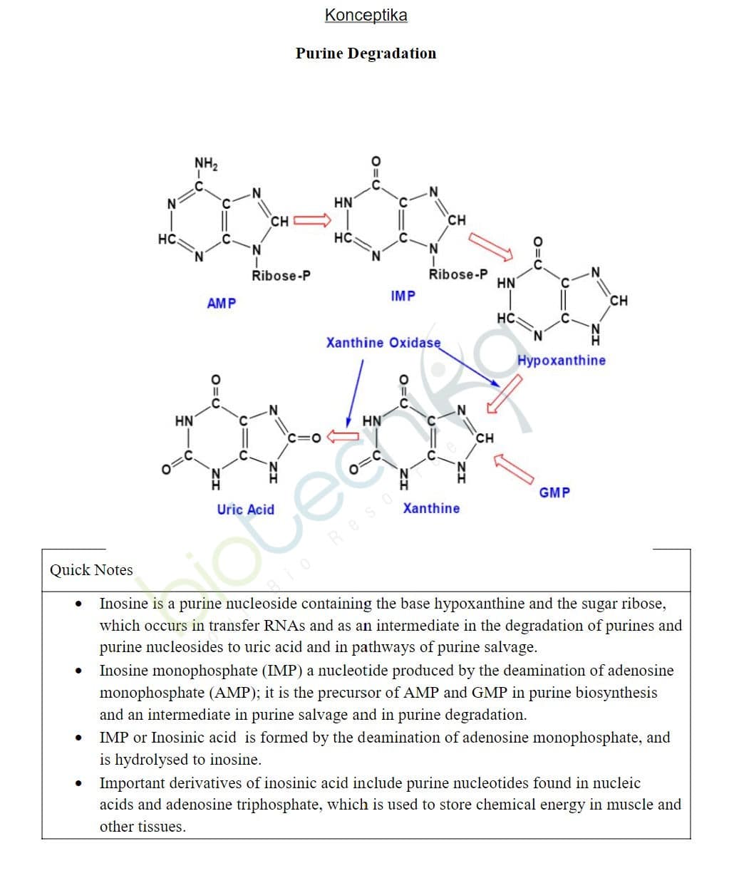 CSIR NET Biomolecules Notes