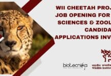 WII Cheetah Project Job Opening For Life Sciences & Zoology Candidates, Applications Invited WII Project Job Notification