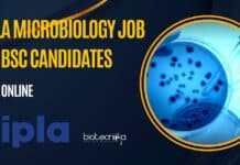 Cipla Microbiology Job For BSc Candidates, Apply Online Cipla Microbiology Vacancy