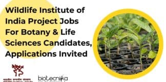 WII Research Projects Jobs