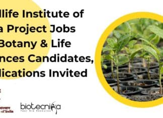 WII Research Projects Jobs