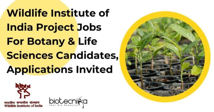 WII Research Projects Jobs