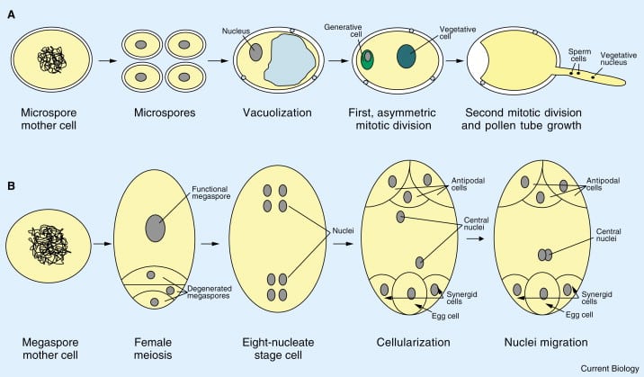 CSIR Plant Developmental Biology