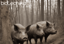 Secrets of Radioactive German Boars: Uncovering a Chilling Historical Link Chernobyl catastrophe