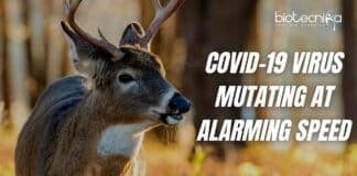 COVID-19 Virus Mutating