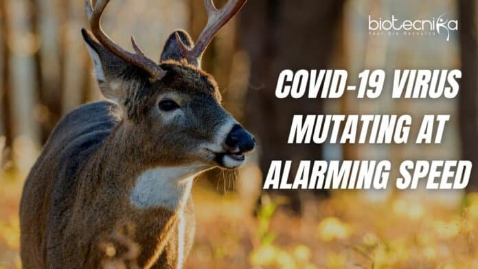 COVID-19 Virus Mutating