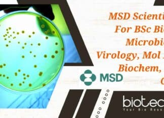 MSD Scientist Job