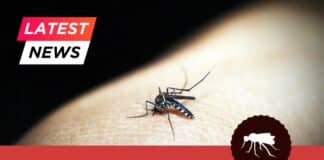 Rapid point-of-care tests for Dengue