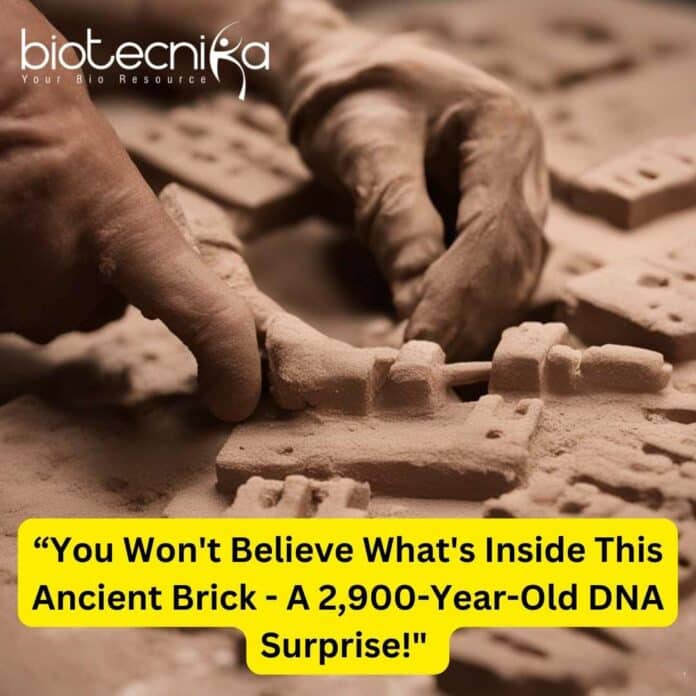 DNA From Ancient Bricks - A 2,900-Year-Old DNA