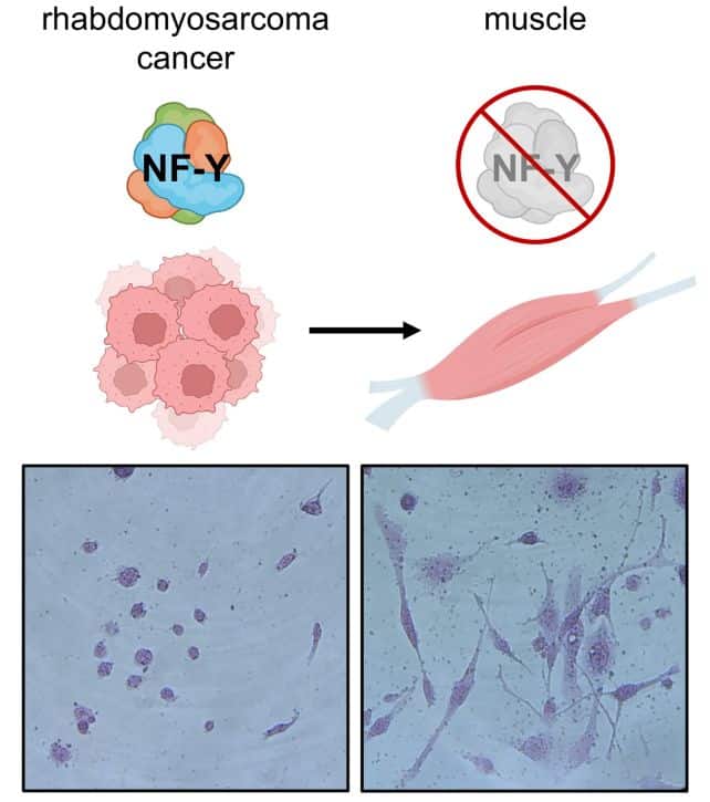 Cancer Cells Morph Into Healthy