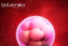 Revolutionary Breakthrough: Lab-Grown 2-Week-Old Human Embryo Models Created! Human Embryo