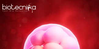 Human Embryo