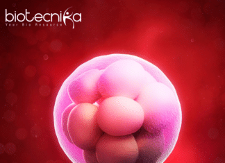 Human Embryo