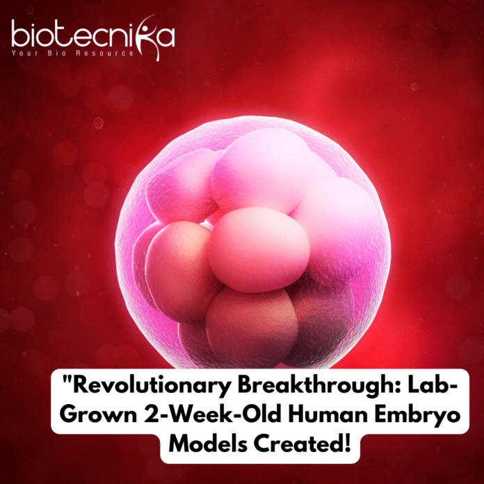 Human Embryo