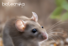 Mice Study Uncovers Presence of Microplastics in Multiple Organs, Including the Brain Presence of Microplastics