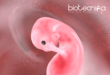 Revolutionizing Transplants: Human Kidneys Successfully Grown Inside Pig Embryos Human Kidney Successfully Grown
