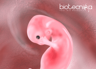 Human Kidney Successfully Grown