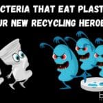Bacteria That Eat Plastic