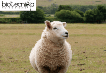 Farewell to a Genius: Ian Wilmut, the Man Who Gave Us Dolly the Sheep, is No More! Ian Wilmut