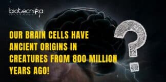 Brain Cells Have Ancient Origins