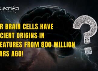 Brain Cells Have Ancient Origins