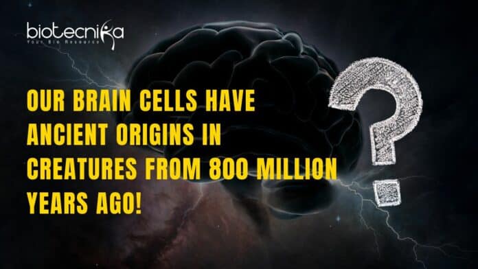 Brain Cells Have Ancient Origins