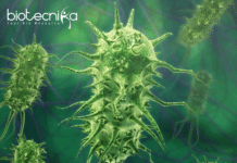 Wastewater’s Hidden Treasure: Bacteria That Generate Electricity How Tiny Bacteria Are Turning Sewage into Electricity