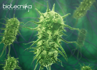 How Tiny Bacteria Are Turning Sewage into Electricity