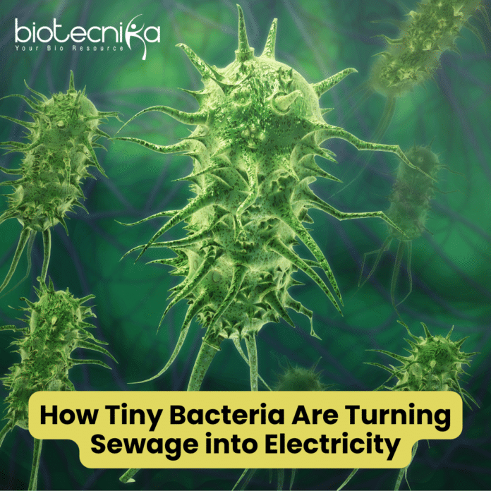How Tiny Bacteria Are Turning Sewage into Electricity
