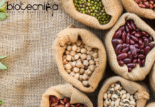 Exciting Opening at Syngenta – Applications Invited from MSc Agriculture/Plant Breeding Candidates Latest MSc Horticulture Job