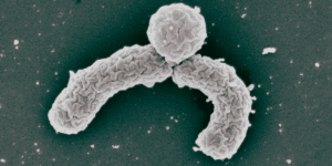 A strain of Eleftheria terrae first identified in 2015. (William Fowle/Northeastern University)