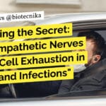 "Unlocking the Secret: How Sympathetic Nerves Drive T-Cell Exhaustion in Cancer and Infections"
