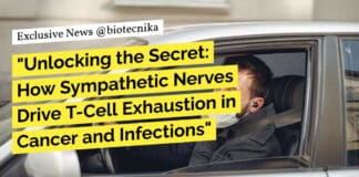 "Unlocking the Secret: How Sympathetic Nerves Drive T-Cell Exhaustion in Cancer and Infections"