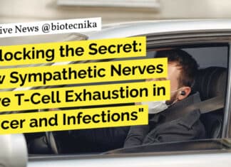 How Sympathetic Nerves Drive T-Cell Exhaustion in Cancer and Infections "Unlocking the Secret: How Sympathetic Nerves Drive T-Cell Exhaustion in Cancer and Infections"