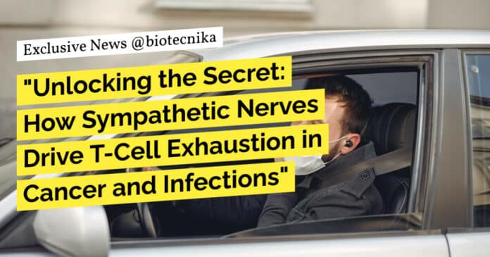 "Unlocking the Secret: How Sympathetic Nerves Drive T-Cell Exhaustion in Cancer and Infections"