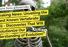 "Breaking News: Unveiling the Oldest Known Vertebrate Skull - Discoveries That Will Revolutionize Our Understanding of Evolution!"