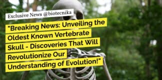 "Breaking News: Unveiling the Oldest Known Vertebrate Skull - Discoveries That Will Revolutionize Our Understanding of Evolution!"