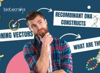 What are Cloning Vectors