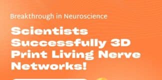 Scientists Successfully 3D Print Living Nerve Networks!