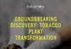 Groundbreaking Discovery: Tobacco Plant Transformation – Scientists Slash Nicotine Content! Tobacco Smoking Healthy Option - Scientists Slash Nicotine Content!
