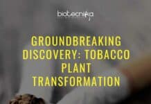 Groundbreaking Discovery: Tobacco Plant Transformation – Scientists Slash Nicotine Content! Tobacco Smoking Healthy Option - Scientists Slash Nicotine Content!
