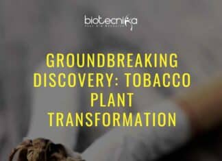Tobacco Smoking Healthy Option - Scientists Slash Nicotine Content!