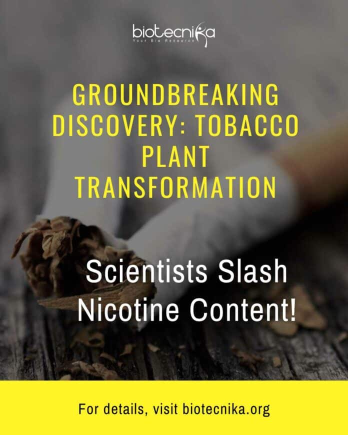 Tobacco Smoking Healthy Option - Scientists Slash Nicotine Content!