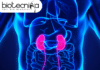 The Kidney of the Future: How This Innovation Will Save Lives! – Check it out! The Kidney of the Future: How This Innovation Will Save Lives!