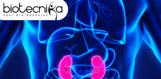 The Kidney of the Future: How This Innovation Will Save Lives!
