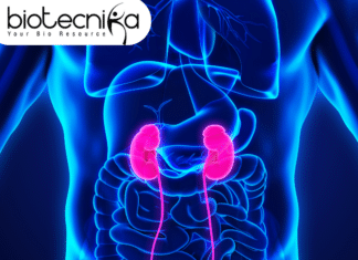 The Kidney of the Future: How This Innovation Will Save Lives!