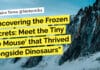 Uncovering the Frozen Secrets: Meet the Tiny ‘Ice Mouse’ that Thrived Alongside Dinosaurs Ice Mouse that Thrived Alongside Dinosaurs